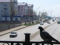 Grozny_new_206.jpg